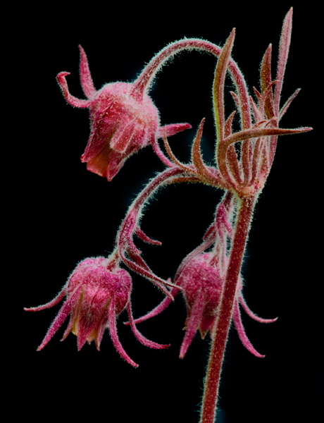 Geum triflorum, Prairie Smoke.jpg